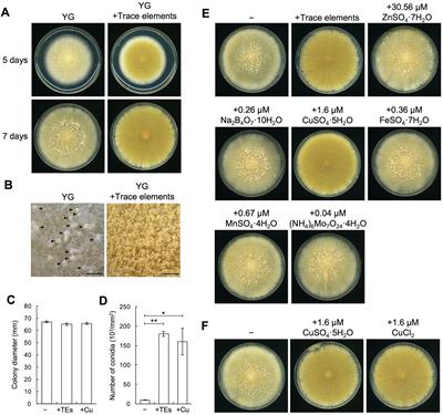 Trace copper-mediated asexual development via a superoxide dismutase and induction of AobrlA in Aspergillus oryzae